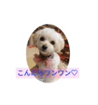 チワプー♡小麦です（個別スタンプ：1）