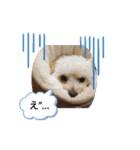 チワプー♡小麦です（個別スタンプ：4）