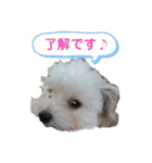 チワプー♡小麦です（個別スタンプ：14）