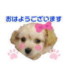 チワプー♡小麦です（個別スタンプ：16）