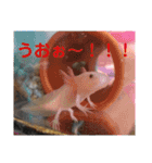 チワプー♡小麦です（個別スタンプ：20）