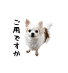 つんでれチワワさんの日常スタンプ（個別スタンプ：3）
