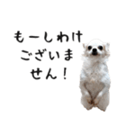 つんでれチワワさんの日常スタンプ（個別スタンプ：6）