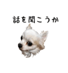 つんでれチワワさんの日常スタンプ（個別スタンプ：9）