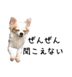 つんでれチワワさんの日常スタンプ（個別スタンプ：10）