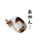 つんでれチワワさんの日常スタンプ（個別スタンプ：13）