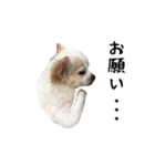 つんでれチワワさんの日常スタンプ（個別スタンプ：15）