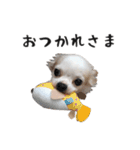 つんでれチワワさんの日常スタンプ（個別スタンプ：17）