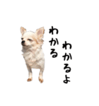 つんでれチワワさんの日常スタンプ（個別スタンプ：22）