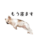 つんでれチワワさんの日常スタンプ（個別スタンプ：30）