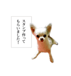 バジル・大吉のスタンプ by CoCo STAMP（個別スタンプ：1）