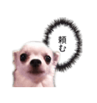バジル・大吉のスタンプ by CoCo STAMP（個別スタンプ：6）