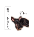 バジル・大吉のスタンプ by CoCo STAMP（個別スタンプ：7）