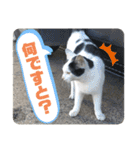 2020 cat on the street 2（個別スタンプ：1）