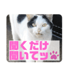 2020 cat on the street 2（個別スタンプ：2）