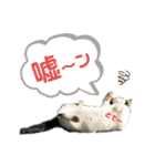 2020 cat on the street 2（個別スタンプ：3）