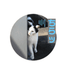 2020 cat on the street 2（個別スタンプ：4）