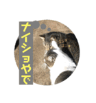 2020 cat on the street 2（個別スタンプ：5）