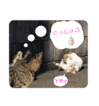2020 cat on the street 2（個別スタンプ：6）