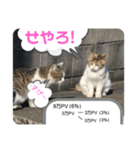 2020 cat on the street 2（個別スタンプ：7）