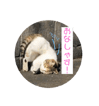 2020 cat on the street 2（個別スタンプ：8）