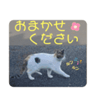 2020 cat on the street 2（個別スタンプ：9）