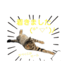 2020 cat on the street 2（個別スタンプ：10）