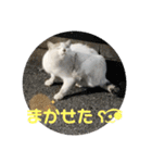 2020 cat on the street 2（個別スタンプ：11）