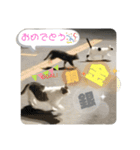 2020 cat on the street 2（個別スタンプ：12）