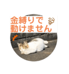 2020 cat on the street 2（個別スタンプ：13）