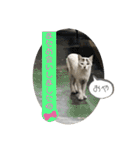 2020 cat on the street 2（個別スタンプ：14）