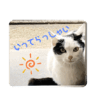2020 cat on the street 2（個別スタンプ：17）