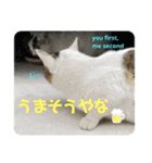 2020 cat on the street 2（個別スタンプ：18）