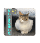 2020 cat on the street 2（個別スタンプ：19）