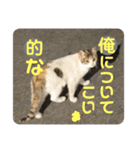 2020 cat on the street 2（個別スタンプ：20）