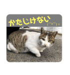 2020 cat on the street 2（個別スタンプ：21）