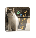 2020 cat on the street 2（個別スタンプ：22）