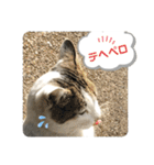 2020 cat on the street 2（個別スタンプ：23）