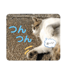2020 cat on the street 2（個別スタンプ：25）