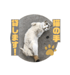 2020 cat on the street 2（個別スタンプ：26）