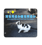 2020 cat on the street 2（個別スタンプ：27）