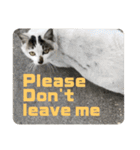 2020 cat on the street 2（個別スタンプ：28）