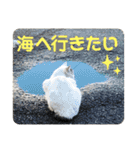 2020 cat on the street 2（個別スタンプ：29）