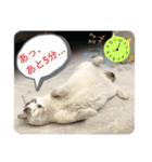 2020 cat on the street 2（個別スタンプ：30）