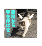 2020 cat on the street 2（個別スタンプ：31）