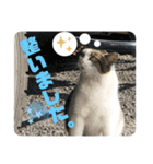 2020 cat on the street 2（個別スタンプ：32）