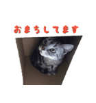 アメショーふうたくんvol1（個別スタンプ：6）