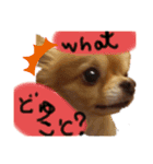 ももちゅうの日常スタンプ（個別スタンプ：3）