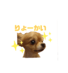 ももちゅうの日常スタンプ（個別スタンプ：7）
