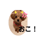 ぽんずとすだち（個別スタンプ：15）